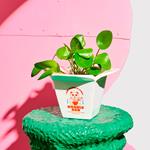 Jarrón ramen | FLU024