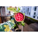 Vela gourmet fresa | CAN008