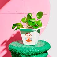 Jarrón ramen | FLU024